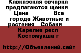 Кавказская овчарка -предлагаются щенки › Цена ­ 20 000 - Все города Животные и растения » Собаки   . Карелия респ.,Костомукша г.